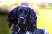 Zum World Veterinary Day 2026: Ein Beitrag über FSME bei Hunden