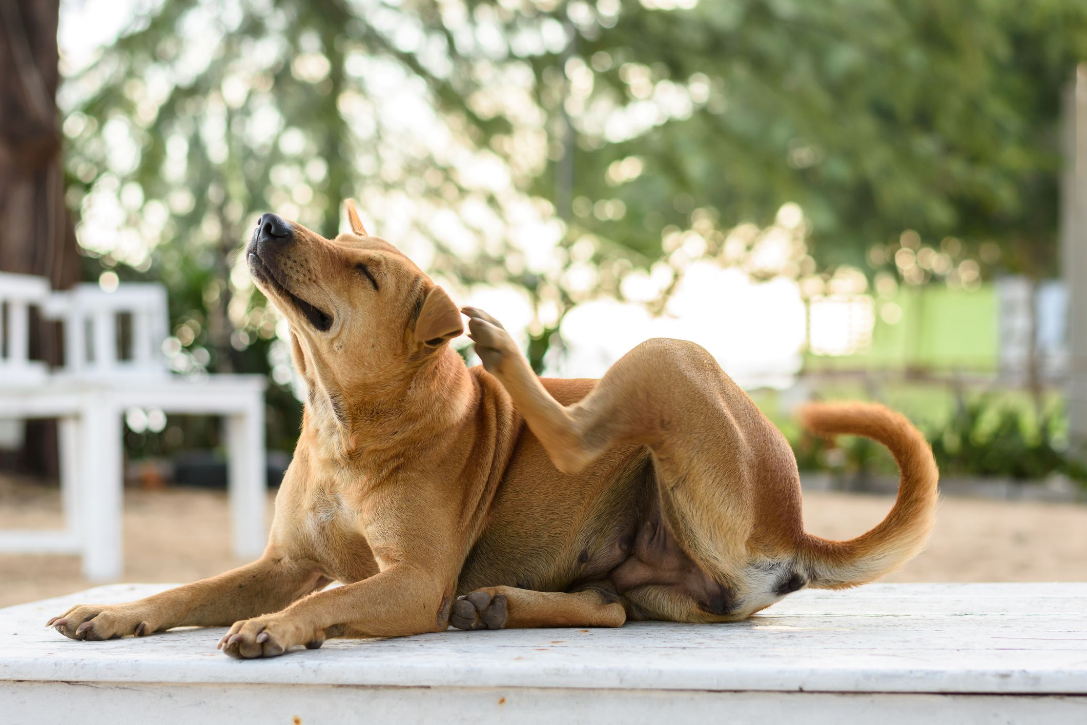 Frhjahrszeit ist Allergiezeit  Wenn Hunde unter Juckreiz leiden -  Biermann Medizin