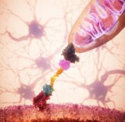 MitoCatch: Erkrankte Zellen mit gesunden Mitochondrien versorgen