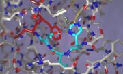 Adhäsions-GPCRs: Neuer Schlüsselmechanismus entdeckt