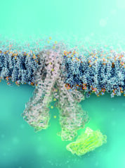 Nanobody repariert Zelldefekt bei Mukoviszidose