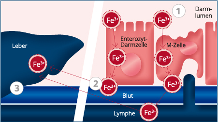 SiderAL_Eisenresorption