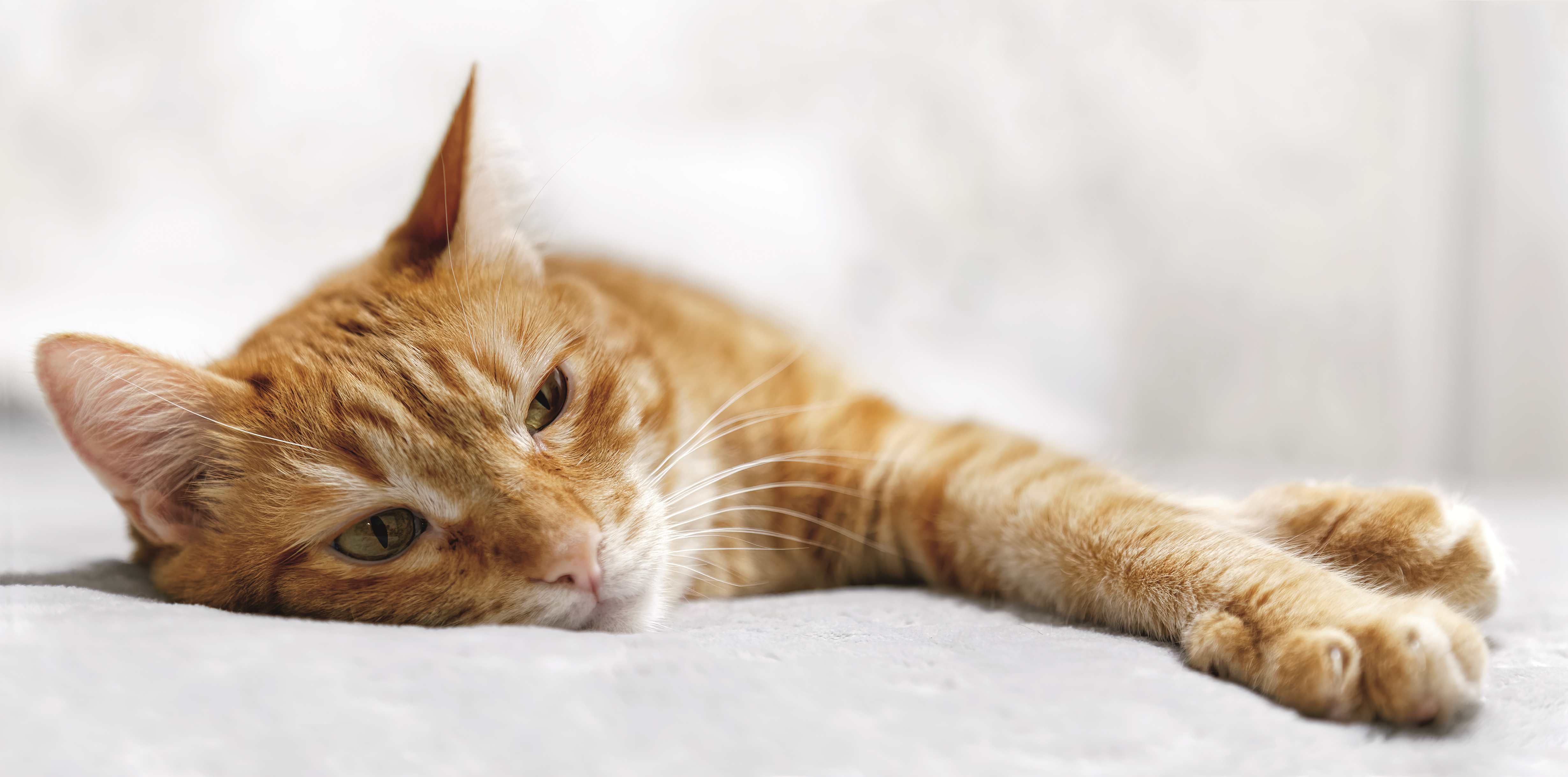 Solensia Cat Laying Down_Big
