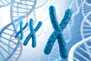 Verringerte Wahrscheinlichkeit für eine Schwangerschaft durch hämatopoetischen Verlust eines X-Chromosoms