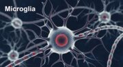 Die Rolle des Immunsystems im Gehirn bei psychischen Erkrankungen