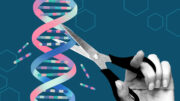 Neues CRISPR-Werkzeug beseitigt unerwünschte Zellen im Handumdrehen