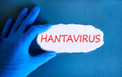 Hantavirus auf Kreuzfahrtschiff: Offenbar von Mensch zu Mensch übertragen