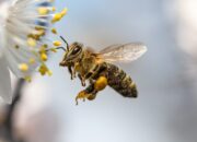 Zum Weltbienentag: Bienenfutter vor hohen Temperaturen schützen
