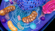 Tübinger Projekt erforscht metabolische Reprogrammierung durch Checkpoint-Inhibitor in Peniskarzinomzellen