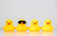 Four yellow rubber ducks in a row, one standing out wearing black sunglasses, organisation concept, get one’s ducks in a row. Copy space.