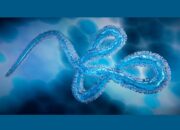 Hirnorganoide helfen, die Biologie des Ebola-Virus besser zu verstehen