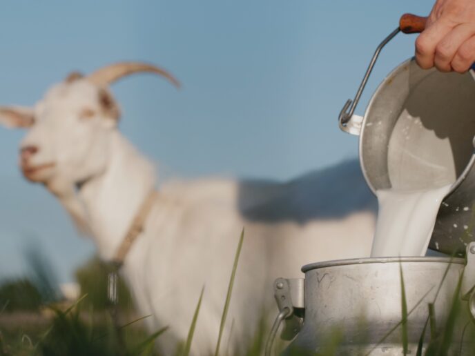 Ziegenmilch