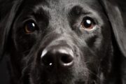 Nachtigall, ick hör' Dir trapsen: Hunde registrieren Regelbrüche