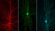 Verarbeitung von Sehinformationen: Neurone passen Struktur und Funktion ihrer Aufgabe an