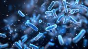 Laktobazillen im Seminalplasma korrelieren mit günstigeren Spermienparametern