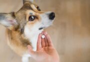 Pharmakovigilanzreport Tierarzneimittel - Zum Schutz von Tier und Mensch