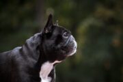 Brachyzephalie bei Hunden auch in Österreich ein wichtiges Thema