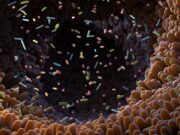 Bifidobacterium animalis kann Immuntherapie beim Melanom verstärken