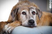 Demenz beim Hund: Liebevoll begleiten und anleiten