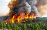 Waldbrandrauch erhöht Schlaganfallrisiko bei Senioren deutlicher als Feinstaub aus anderen Quellen