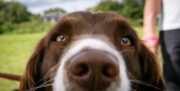 Hunde und Wölfe reagieren ähnlich auf menschlichen Angstgeruch