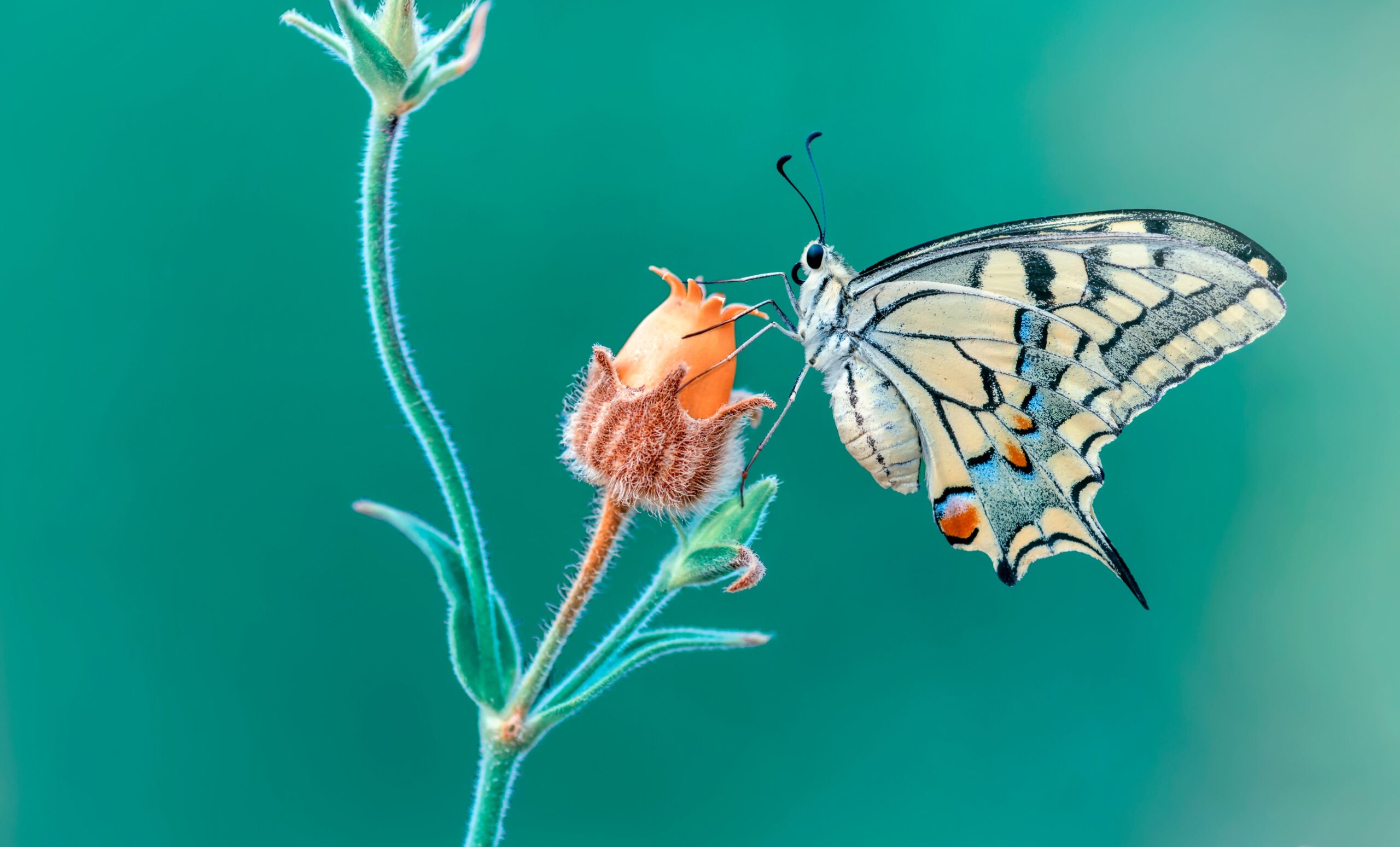 Wie Schmetterlinge weltweit auf den Klimawandel reagieren