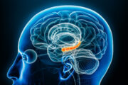Depressionen im Alter mit geringerem Volumen in Teilen des Hippocampus verbunden