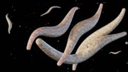 Fusobacterium necrophorum als Erreger komplizierter Meningitiden nach Otitis media