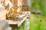 Neue Gefahr für Bienen: Tropilaelaps stellt Imkerei vor neue Herausforderungen
