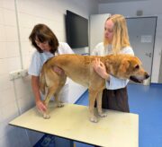 LMU: Spezialsprechstunde für Schmerztherapie bei Hunden und Katzen mit Arthrose
